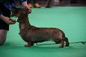 Crufts2011_2 1402